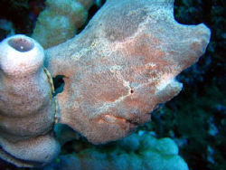 Frog Fish by Adrian Newell 